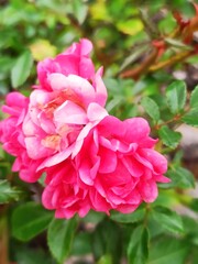 closeup picture of beautiful roses in the garden