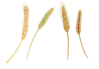 Watercolor wheat stems. Hand drawn illustration isolated on white background.