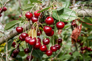 Sour Cherry (Prunus cerasus) in orchard