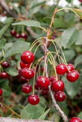 Sour Cherry (Prunus cerasus) in orchard