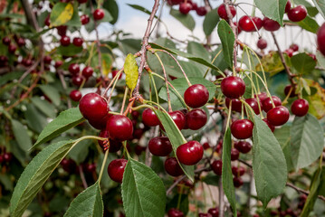 Obraz premium Sour Cherry (Prunus cerasus) in orchard