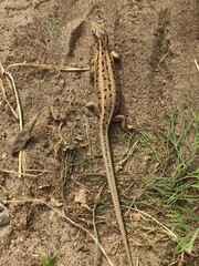 little curious lizard in the garden