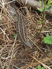 little curious lizard in the garden