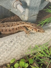 little curious lizard in the garden