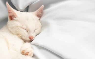A small white kitten sleeps on a white soft cloth. Space for your text