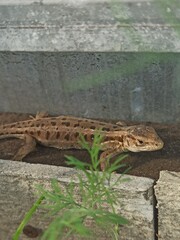 little curious lizard in the garden