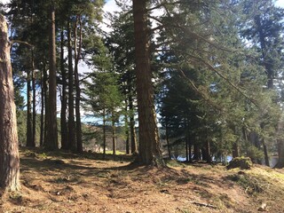 trees in the forest