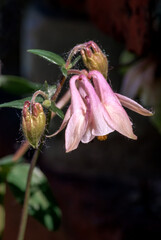 Columbine (Aquilegia hybrida) in garden