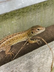 little curious lizard in the garden