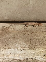 little curious lizard in the garden