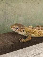 little curious lizard in the garden