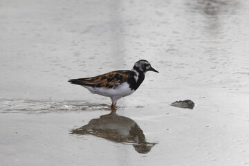 Ruddy turnstone, Arenaria interpres