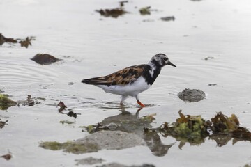 Ruddy turnstone, Arenaria interpres