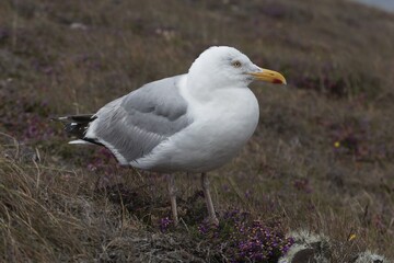 European herring gull, Larus argentatus