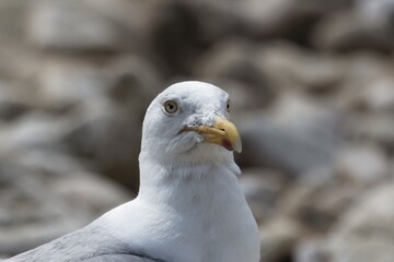Head of a herring gull, Larus argentatus