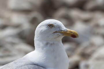Head of a herring gull, Larus argentatus