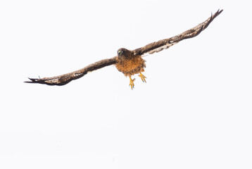 Red-tailed Hawk