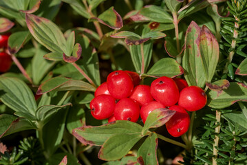 Swedish Dwarf Cornel (Chamaepericlymenum suecicum) at Chowiet Island, Semidi Islands, Alaska, USA