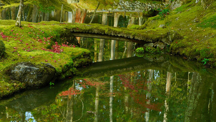 Fototapeta na wymiar 美しく心落着く苔と緑の世界