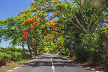 Fototapeta na wymiar Mauritius road with beautiful exotic tree with red flowers Flamboyant, Africa