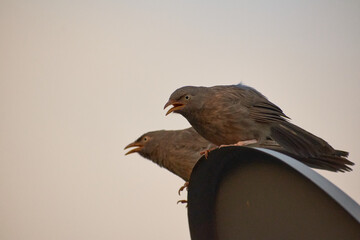 Jungle babbler (Turdoides striata) common bird in india.