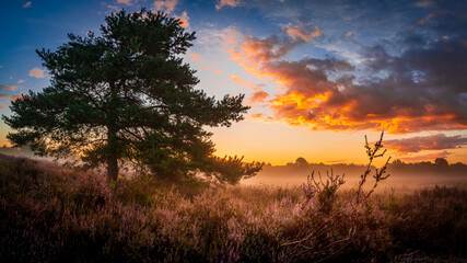 Baum mit Nebel bei Sonnenaufgang