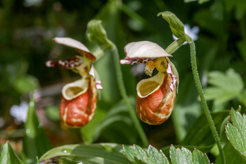 Spotted Ladys Slipper (Cypripedium guttatum) at Chowiet Island, Alaska, USA