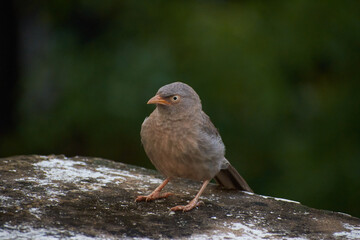 Jungle babbler (Turdoides striata) common bird in india.