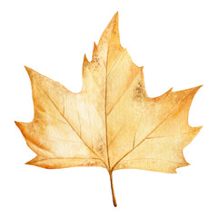 Watercolor autumn plane-tree dried yellow leaf. Hand drawn illustration isolated on white background.