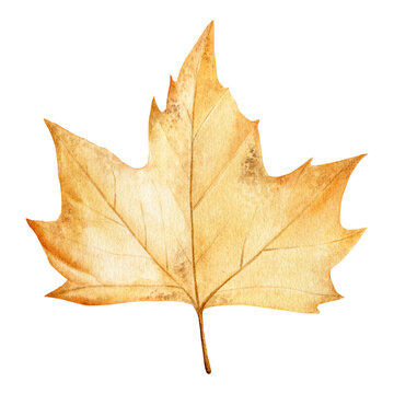 Watercolor autumn plane-tree dried yellow leaf. Hand drawn illustration isolated on white background.