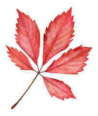 Watercolor autumn red grape leaf. Hand drawn illustration isolated on white background.