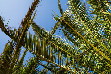 Fototapeta premium Branches and leaves of palm trees against the blue sky.