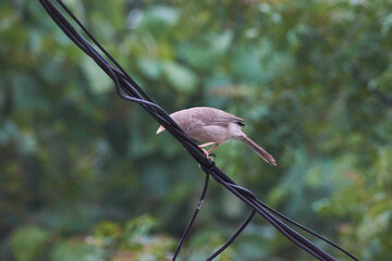 Jungle babbler (Turdoides striata) common bird in india.