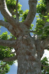 Ein Platanen Baumstamm mit kräftigen Ästen und grüne Blätter vor dem blauen Himmel mit einer...