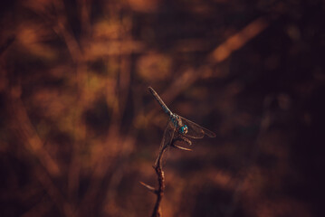 dragonfly