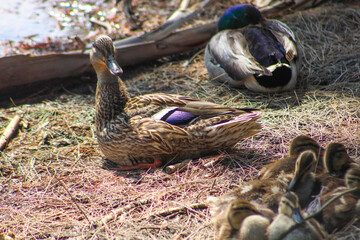 a close up of a mallard duck resting on the banks of the lake at Lake Evans at Fairmount Park in Riverside California