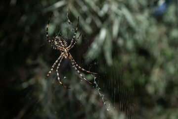A large spider on a web waiting for prey on a green blurred background.