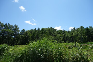 Fototapeta na wymiar 夏の北海道の田舎の風景