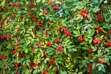 Red rose hips in the autumn garden, background.