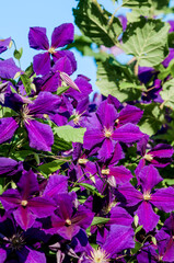 Large-Flowered Clematis (Clematis x jackmanii) in park, Keil, Schleswig-Holstein, Germany