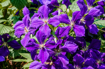 Large-Flowered Clematis (Clematis x jackmanii) in park, Keil, Schleswig-Holstein, Germany