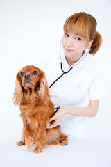 犬を診察する女性獣医師
