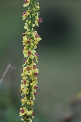 fleur