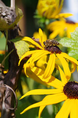 Beautiful yellow flowers. Honey Bee collecting pollen on a flower in the garden. Macro bee photography