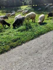 Owce na Wypasie © Damian