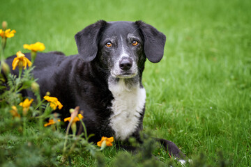 Schwarzweißer Hund auf der Wiese mit Blumen