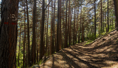 Forest of Pino Silvestre near Brusson, Val d'Ayas	