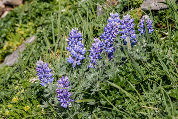 Nootka Lupine (Lupinus nootkatensis) at St. George Island, Pribilof Islands, Alaska, USA