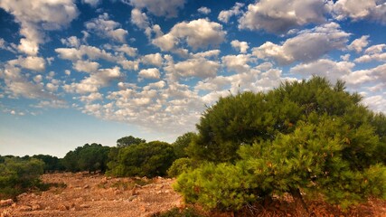 Obraz premium Countryside landscape with native bushes and conifers