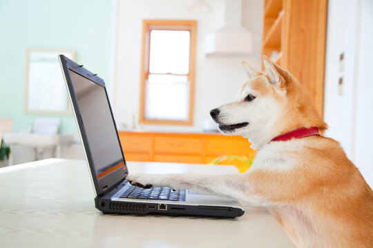 パソコンを使う柴犬